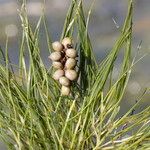 Stuckenia pectinata Fruit