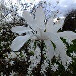 Magnolia stellata Blodyn