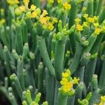 Euphorbia aphylla Hoja
