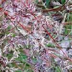 Poa bulbosa Flower