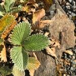 Potentilla micranthaList