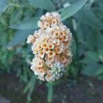 Buddleja globosa फूल