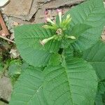 Nicotiana tabacum Blad