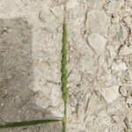 Aegilops ventricosa Mbuma