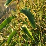 Croton dichogamus Leaf