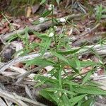 Coutoubea ramosa Leaf