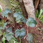 Heuchera sanguineaBlatt