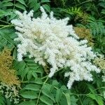 Sorbaria kirilowii ফুল