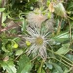 Clematis tangutica Fruit