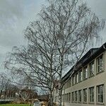 Betula pendula عادت داشتن