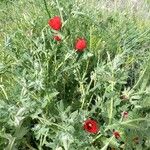 Glaucium corniculatum Fiore