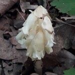 Monotropa hypopitys Облик