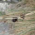 Schoenus nigricans Fruit