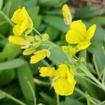 Diplotaxis tenuifolia Flower