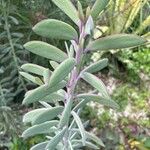 Senecio crassissimus Lapas