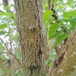 Syringa josikaea Bark