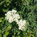 Sambucus canadensis Flower