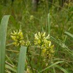 Astragalus cicer 花
