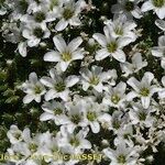 Arenaria tetraquetra Blomst