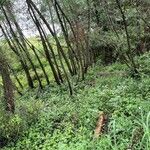 Salix nigra Habit