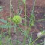 Scabiosa atropurpureaKwiat