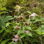 Epipactis helleborineKvet