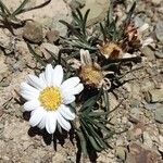 Werneria apiculata Hábito