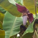 Musa balbisiana ഫലം