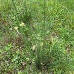 Scirpoides holoschoenus Flor