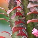 Euphorbia trigona Otro