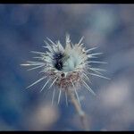 Centaurea sulphurea Flor