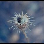 Centaurea sulphurea Blodyn