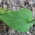 Doronicum pardalianches Leaf