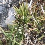 Campylanthus salsoloides Hoja