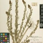 Crotalaria subcalvata Other