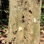 Bobgunnia fistuloides Corteza