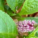Phytolacca octandra Flor