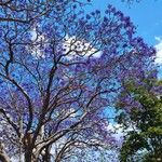 Jacaranda mimosifoliaLeaf