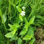 Viola elatior Tabia