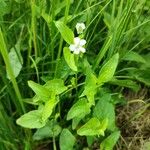 Viola elatior Habit