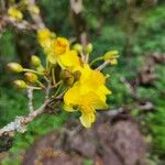 Ochna insculpta Blomma