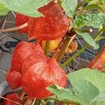 Physalis alkekengi Fruit