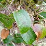 Smilax australis