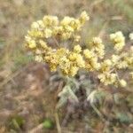 Helichrysum arenarium Lorea
