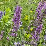 Salvia pratensis Blüte