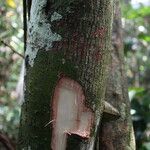 Lepidobotrys staudtii چھال