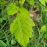 Toxicodendron radicans Листок