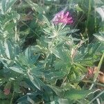 Trifolium lupinasterFlower