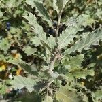 Quercus ithaburensis 叶