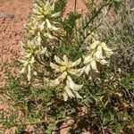 Astragalus racemosus Цветок